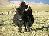 Tibet Kailash 11 Back 09 Shishapangma Checkpoint Yak